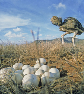 ostrich with eggshell.jpeg