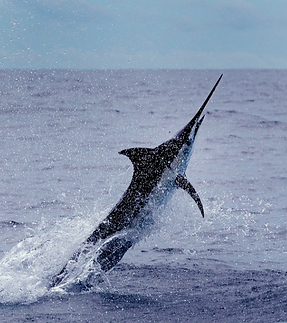 marlin