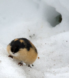 Lemming_in_snow.jpg