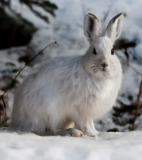 snowshoe hare