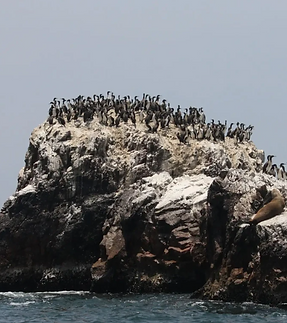 seabird guano