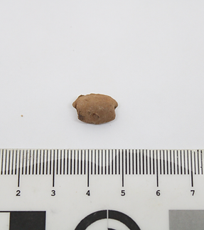 chanar seed.png