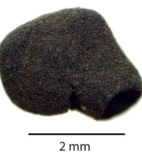 1038A HF Psidium 2.jpg