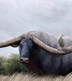 cape buffalo 2.jpeg