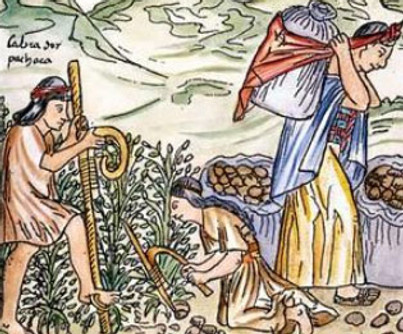inca-agriculture-chronicle.jpg
