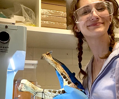 hazel 2025 in lab with walrus mandible.JPEG