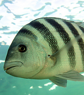 sheepshead
