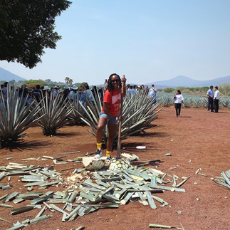 Standing on a chopped agave plant on an agave farm in Mexico