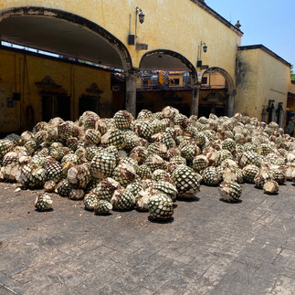 A pile of agave delivered to the Jose Cuervo Factory