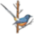 Logo AVL