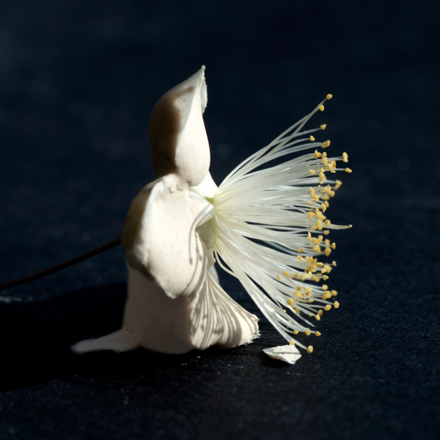 MYRTUS COMMUNIS