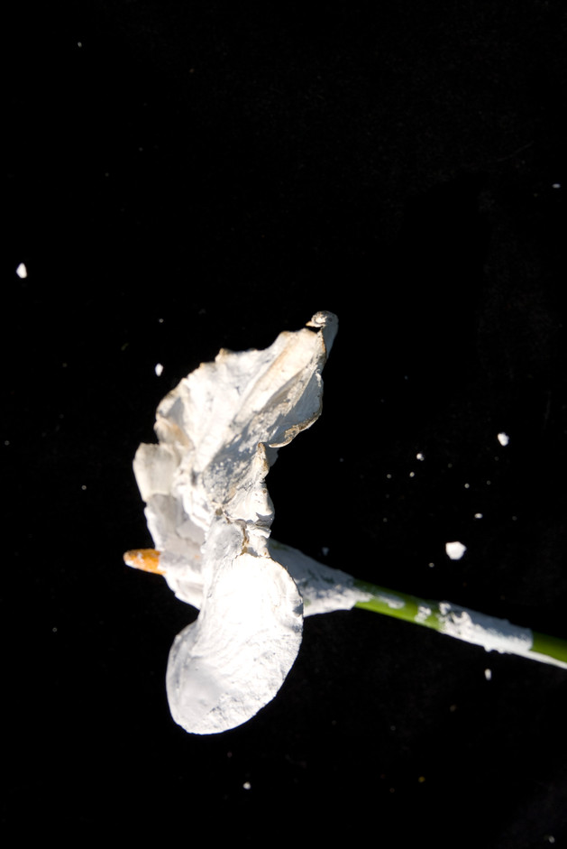 ZANTEDESCHIA AETHIOPICA