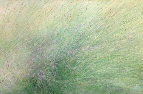 絵画「Grass leaves 」