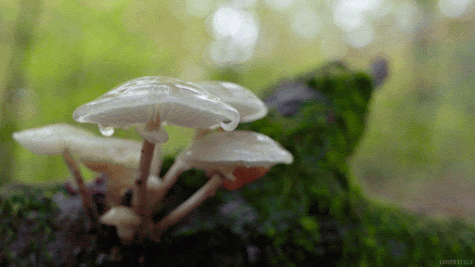 hg6.gif