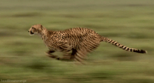 614a3cfc2987e116ff1dbce17e38d959.gif