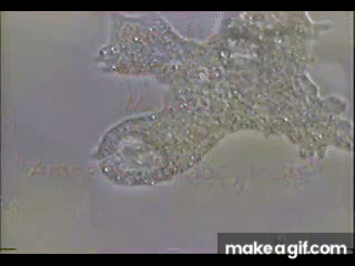 EISdIU.gif