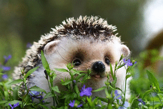 A9xEiT.gif