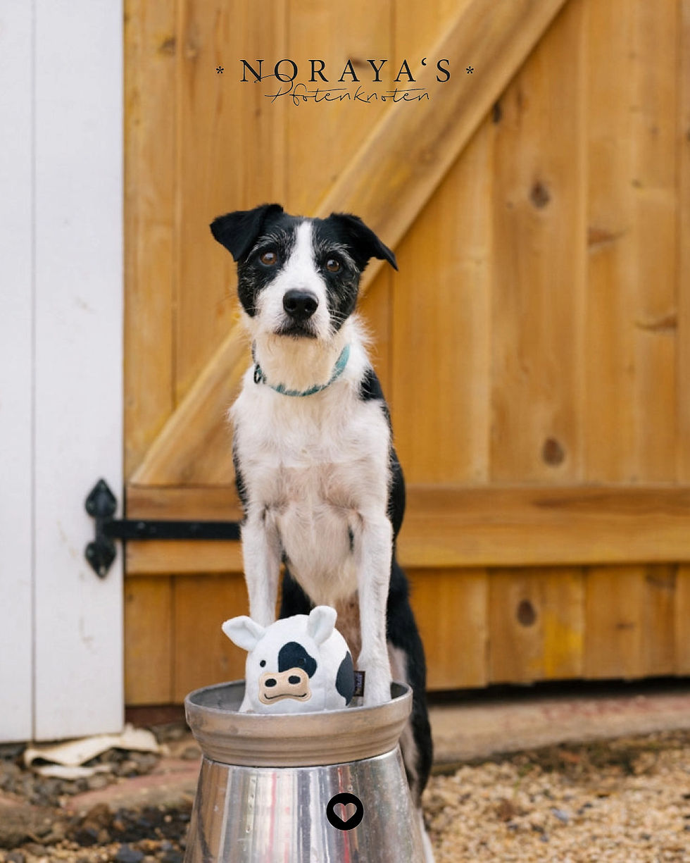 Miniaturbild: P.L.A.Y. Scheunenhof-Freunde - Cole die Kuh