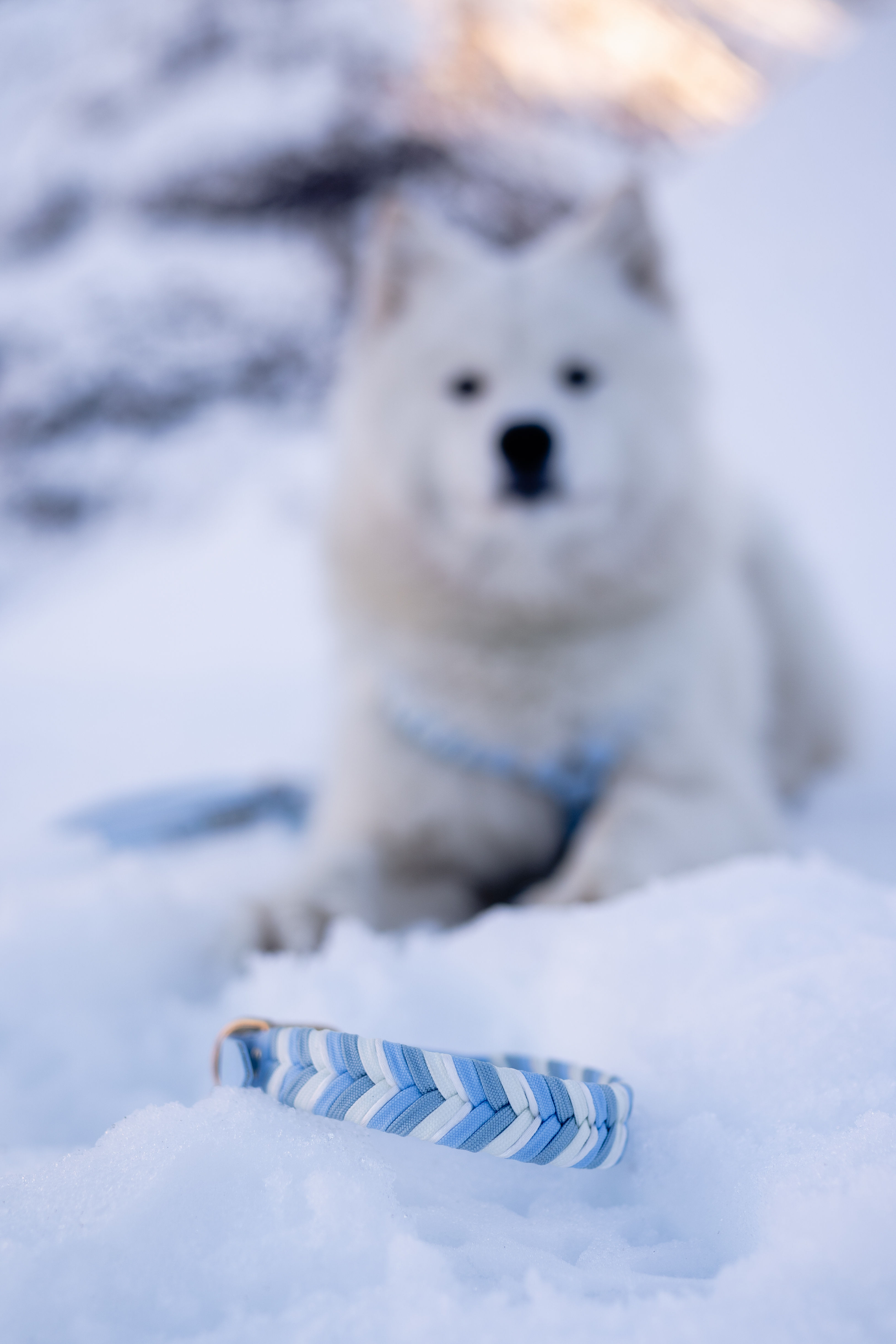 Arctic Explorer Lumi - Halsband