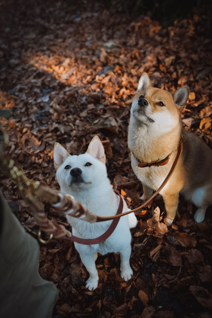 Koppelleine für zwei Hunde