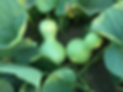 gourd 2.png