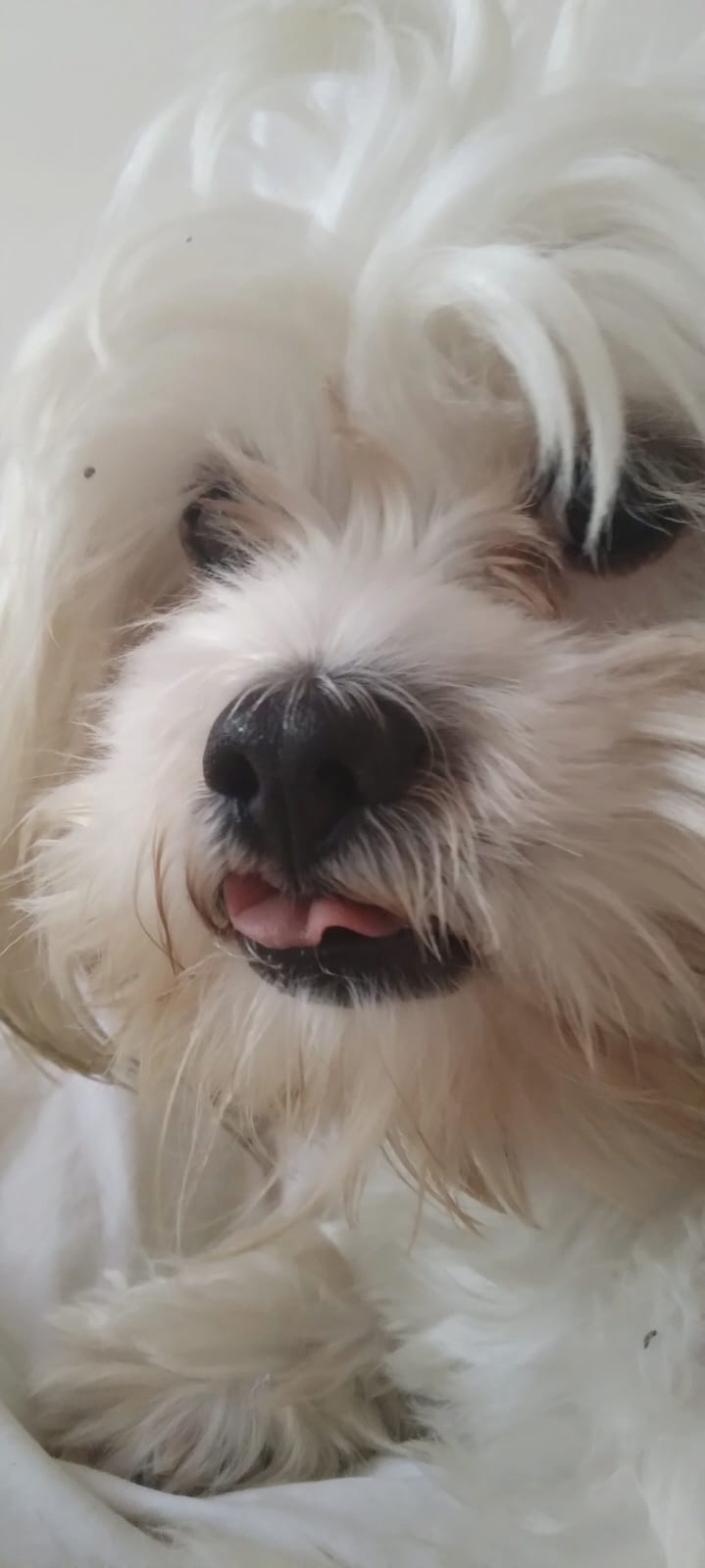 MATEO