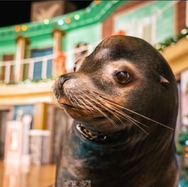 Clyde and Seamore's Countdown to Christmas