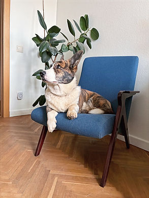 Собака корги Джокер в кабинете психолога, создание теплой атмосферы на сессии