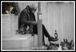 Pigeons of Heraklion, Crete, Greece