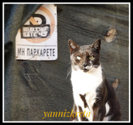 The cats of the island of Crete, Greece