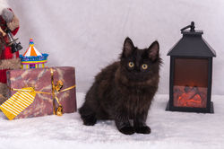 79769737_2466970010228517_34312862450686