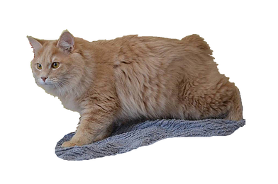 Logo Muriel.png
