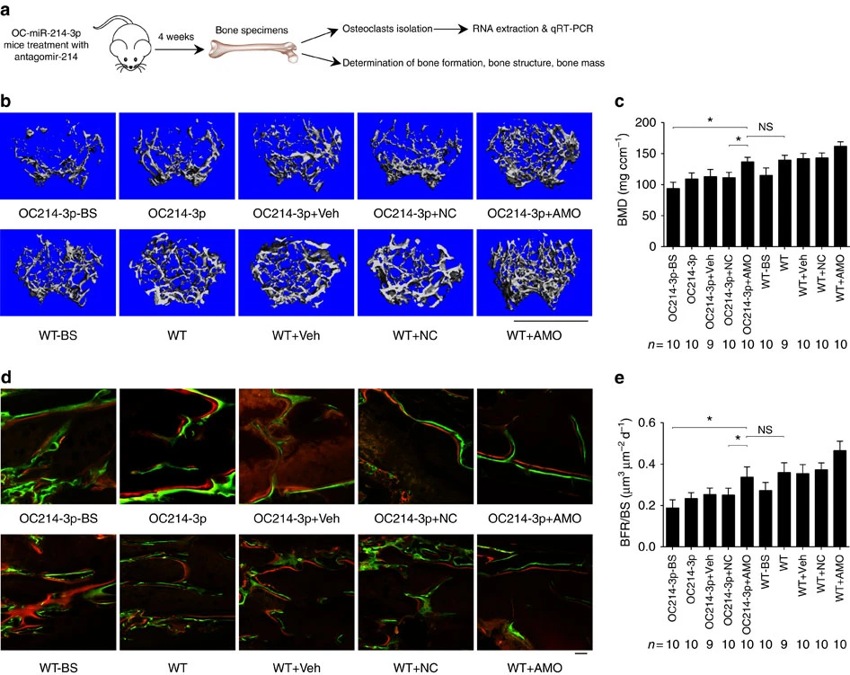 Osteoclast-derived exosomal miR-214-3p inhibits osteoblastic bone formation