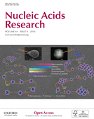 Knock-in of large reporter genes in human cells via CRISPR/Cas9-induced homology-dependent and independent DNA repair