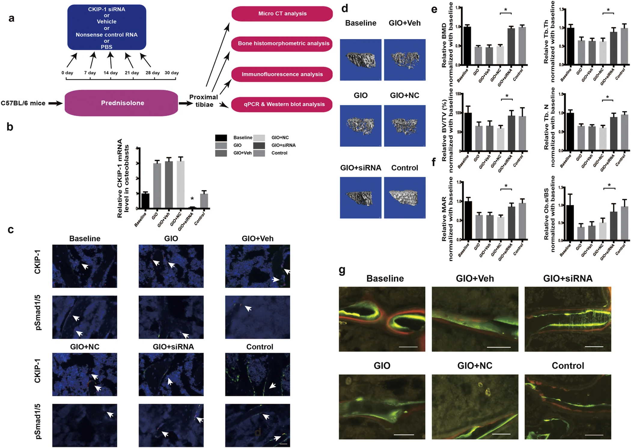 Targeting osteoblastic casein kinase-2 interacting protein-1 to enhance Smad-dependent BMP signaling and reverse bone formation reduction in glucocorticoid-induced osteoporosis