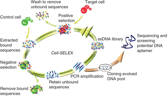 Development of DNA aptamers using Cell-SELEX