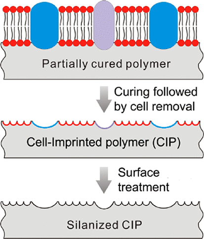 Chemical Recognition in Cell-Imprinted Polymers