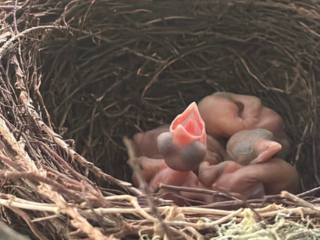A Bird in the Hand...