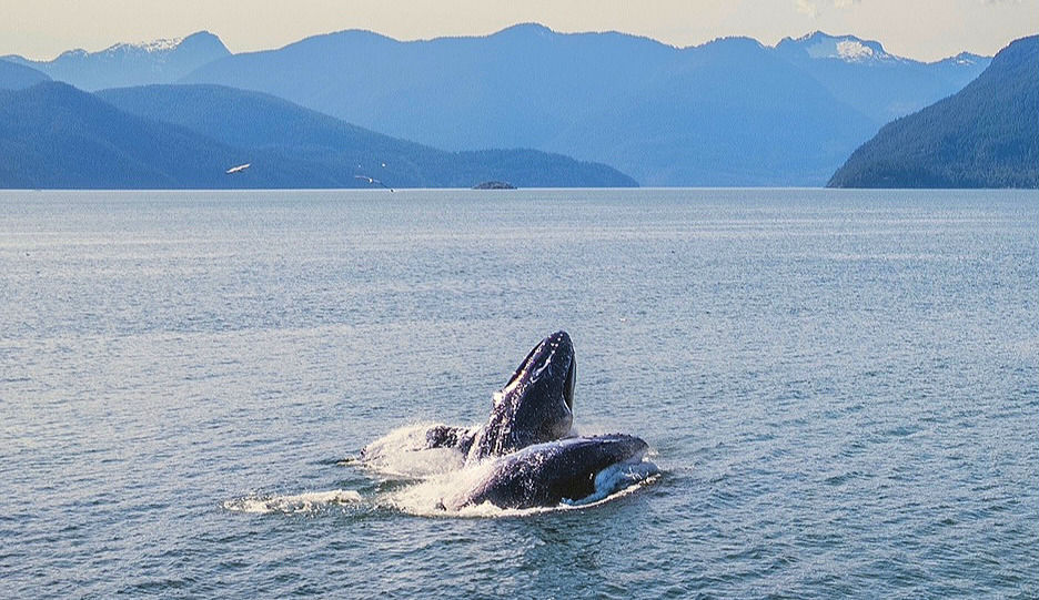 Humpbacks in Átl’ka7tsem / Howe Sound, June 5, 2025. Photo by Mac Siwocha.