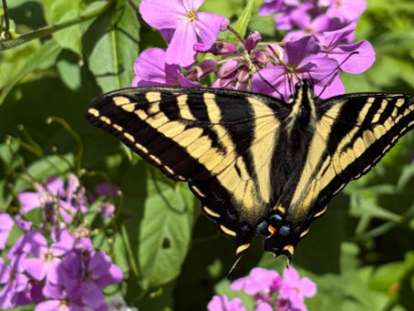 Bees & Butterflies Everywhere