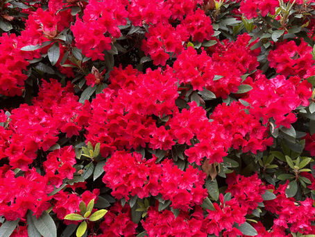 Vibrant Victoria Day