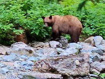 Bear Sighting