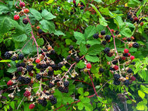 Blackberry Season