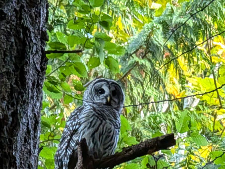 Lions Bay Wildlife