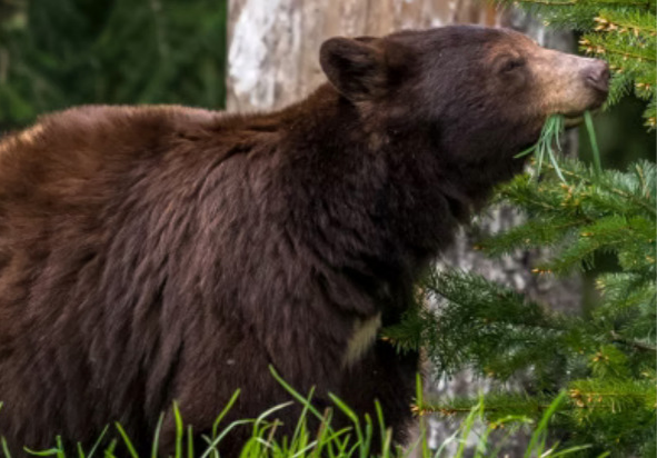 Bear Shot Dead After Entering Local Home
