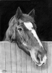 A4 pencil portrait of a horse