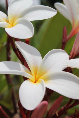 Plumeria Flower