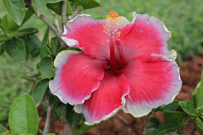 Hibiscus Flower
