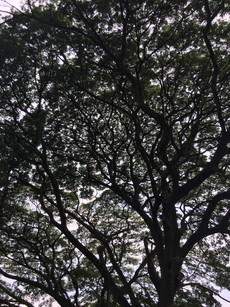 IMG_1161.jpeg