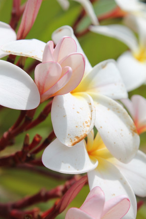 Plumeria Flower